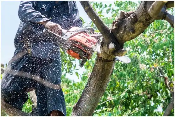 tree services Big Water